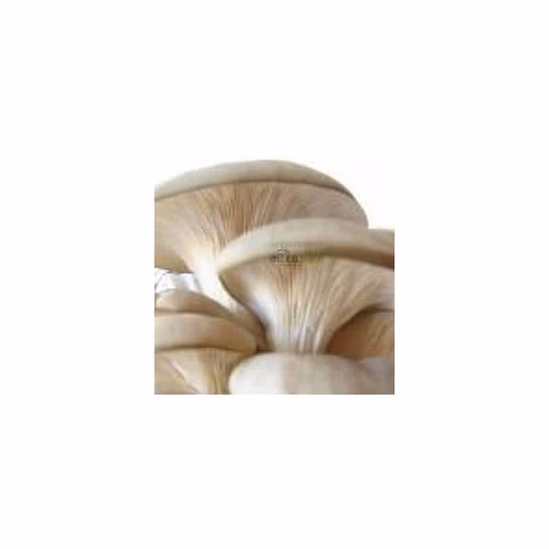 9104e23be49fe29ddc13b60fa99a217d