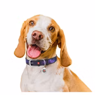 cc29869a7abd13490a4e78e8459c1295