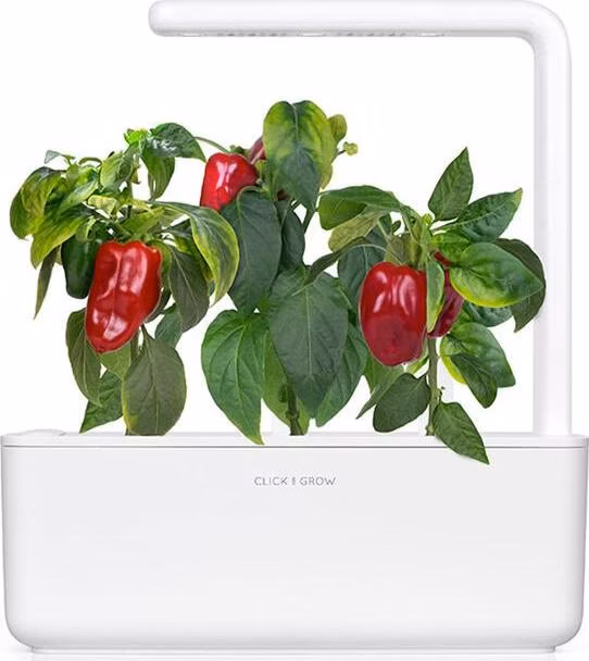 Smart Garden Červená paprika, sladká