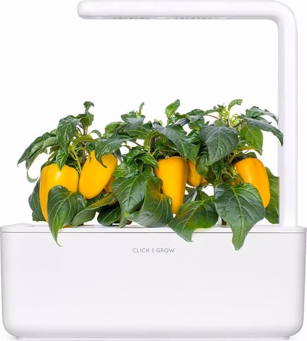 Smart Garden Sladká žltá paprika