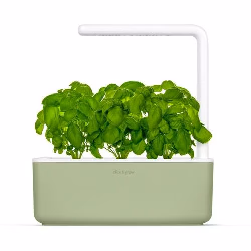 Smart Garden 3, sage