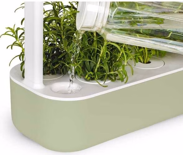 Smart Garden 9, sage