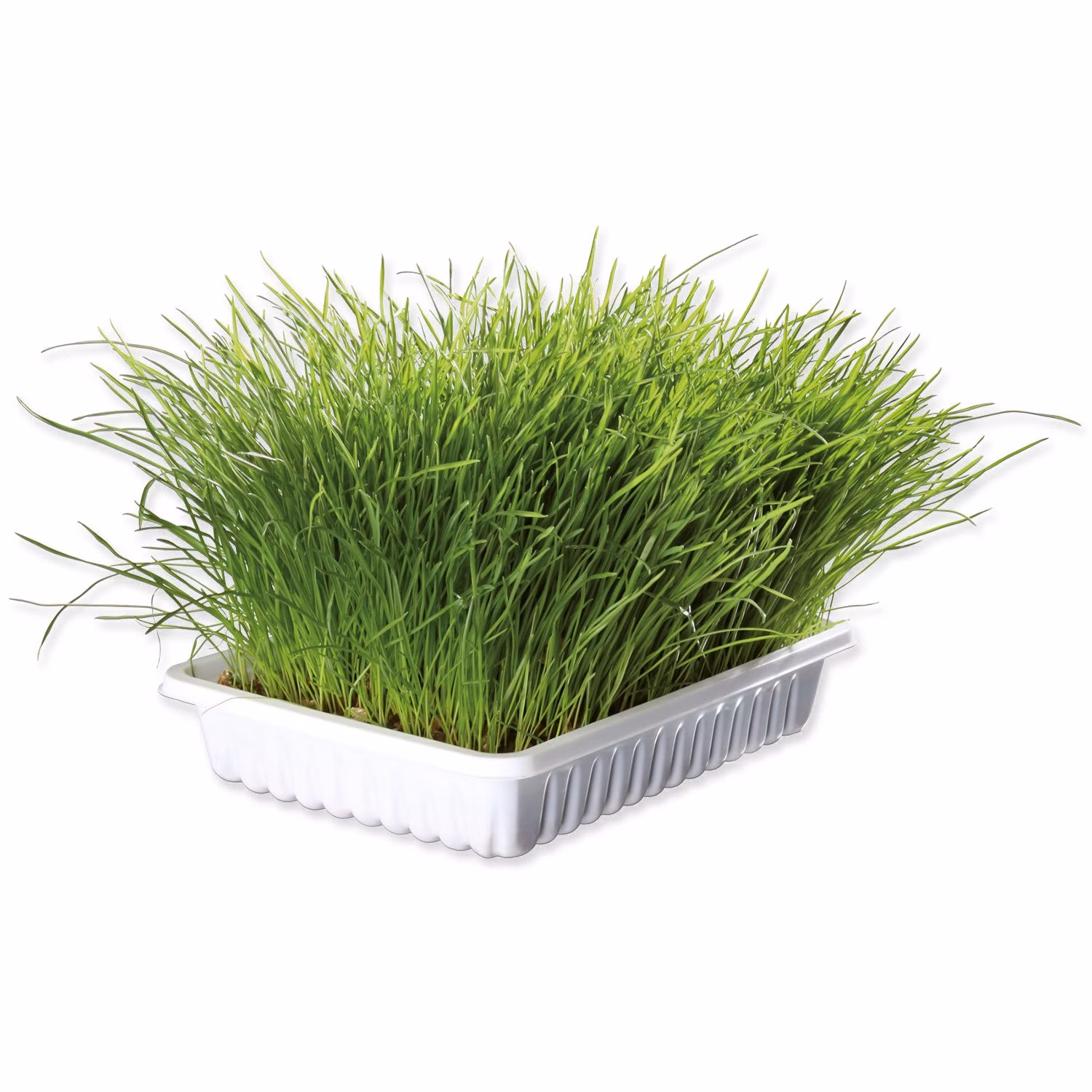 Tráva Trixie pre mačatá miska 100 g
