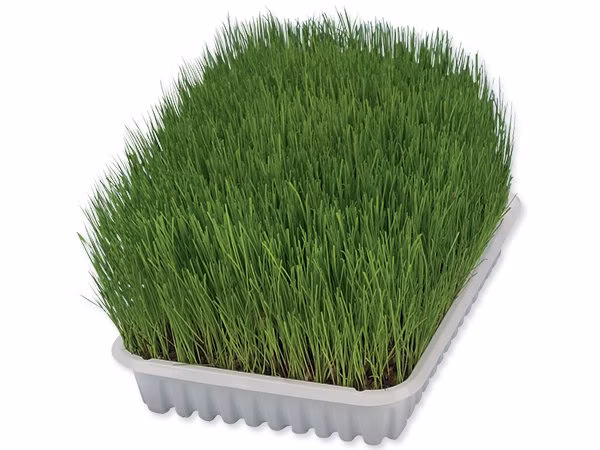 Tráva Trixie pre mačatá miska 100 g