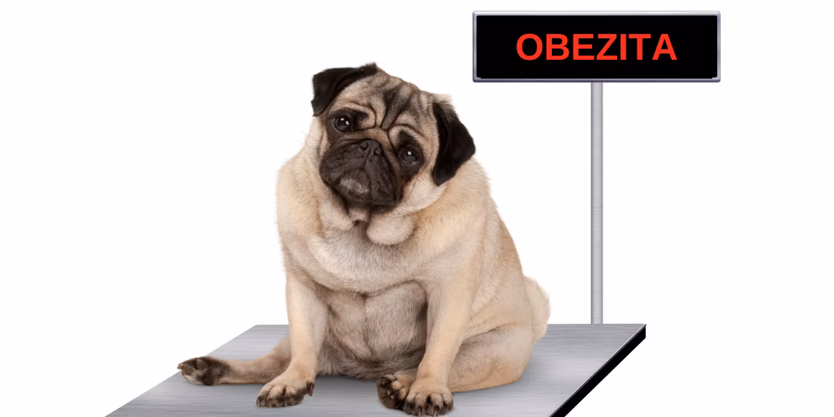 Obezita u zvierat