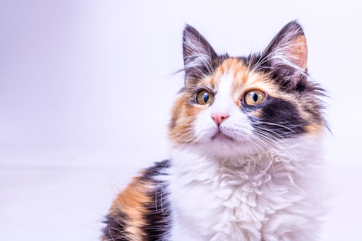 Mačka CALICO