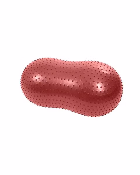 Podložka balančná - KRUUSE Physio Tactile Peanut, priemer 60 cm, tvar ovál