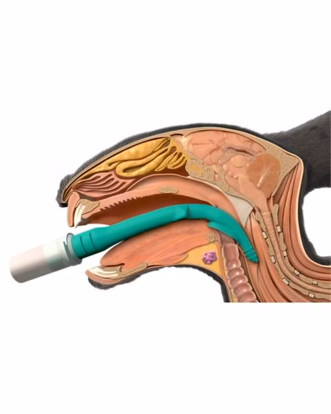 Supraglotická pomôcka v-gel® pre králiky, veľ. R6