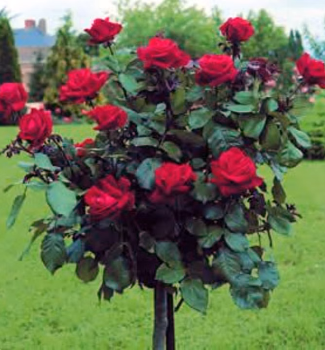 0003bbd6f6889777c8cfacec315638f3