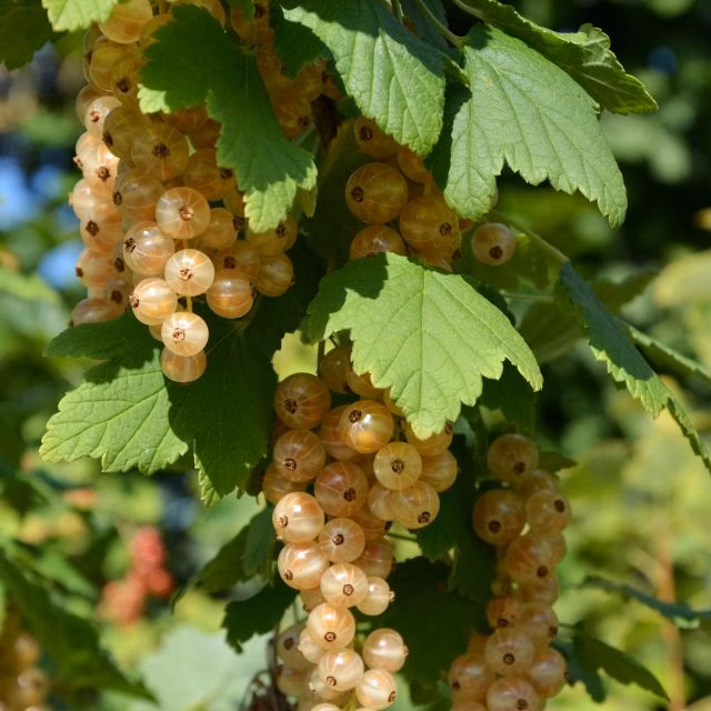 003914941a8198dbbda436671afdd2d6