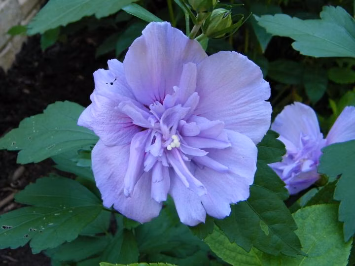 0042de15629ab9604777c7200c947201