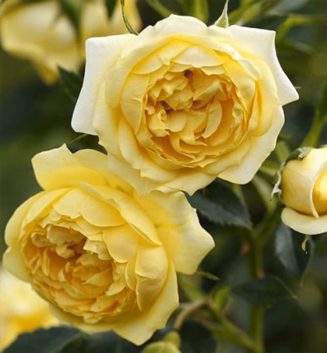 004433ba383a322bc71e143369b6f5d6