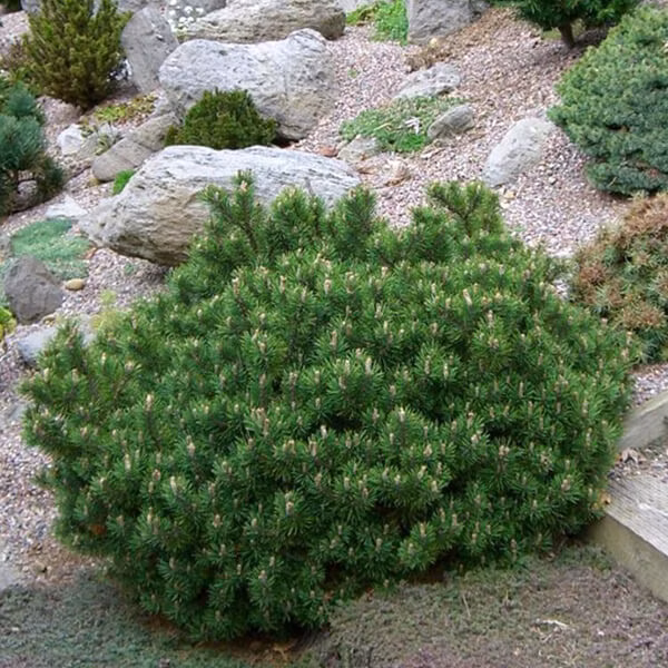 0052941484e9168c0d8c3364e6710b2e