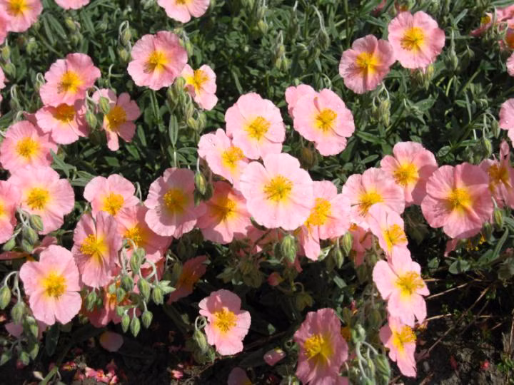 00a5b4159264699385d6d43798e3134c