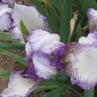 00d9ca3a441df0ef4fe8219ae595208c