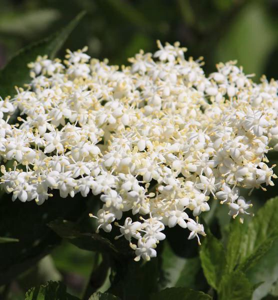 01845d4acc7297375d34c3366153a5af