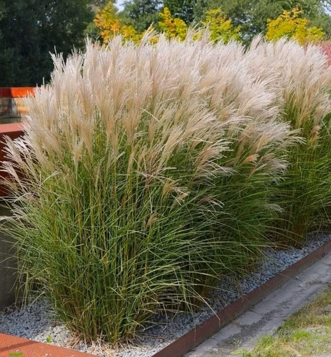 01a1913f8c17cbf80fa55f848c7d4e1d