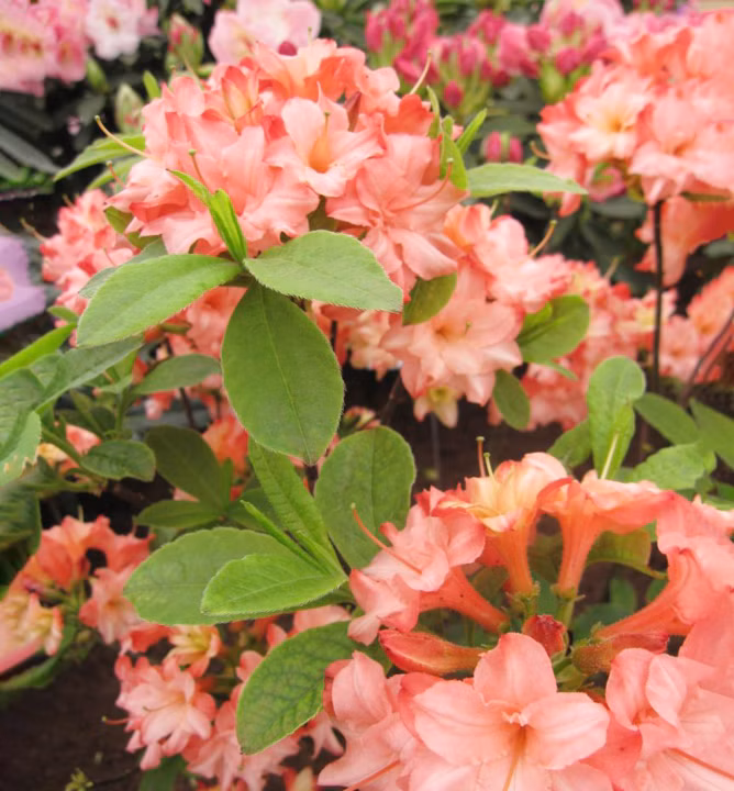 01aa2958131f8e0240faa0e5a830ce0b