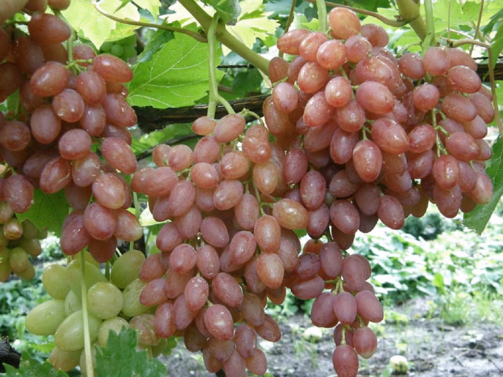 01d1fc94661368f7e5fabb559cd05bc7