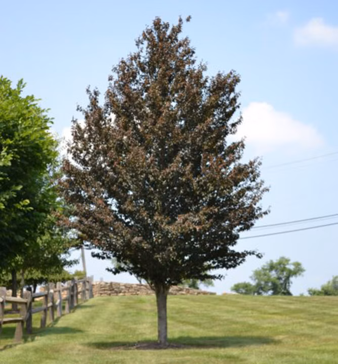 02068a8d6fc26ee03c6430de799ad262