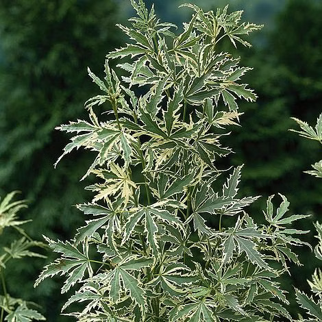 0225d396ad66f6e3090744db5dac37fe