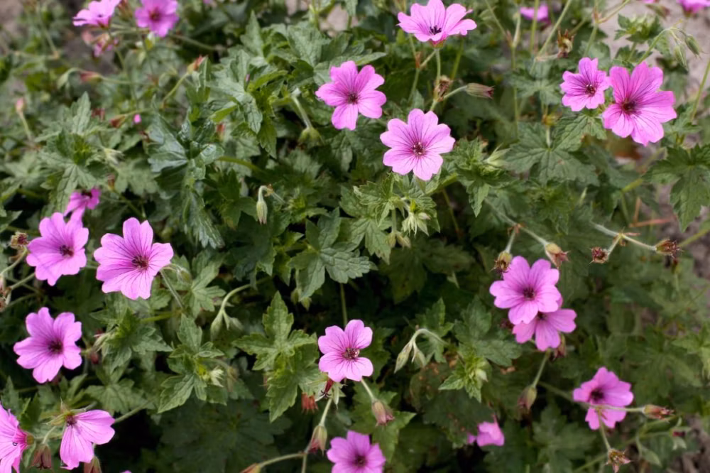 0226ef38d742065fdcb796accc81cf65