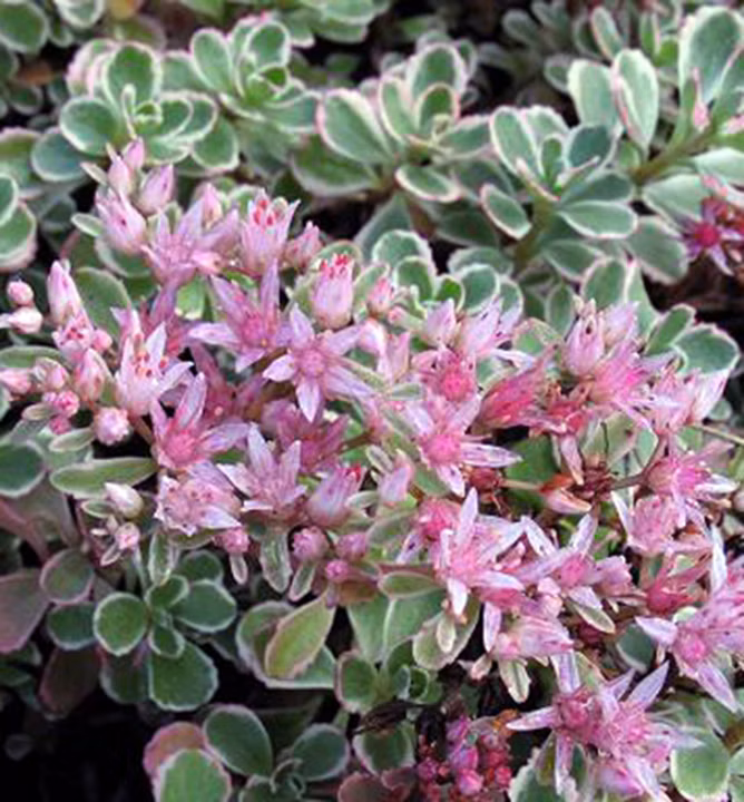 0233825bb2ddde152acc01b8a70dbc31