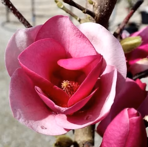 024d339e1f99a818041c0bac1e3c98c6