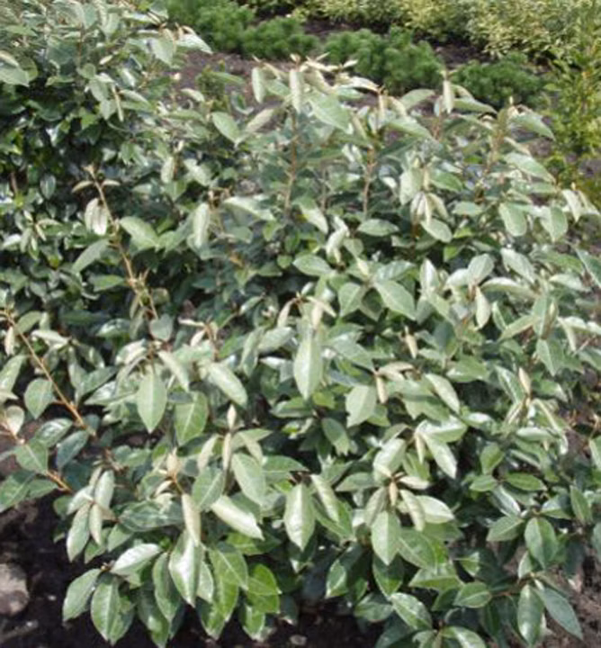 02cfb0b20c8b8f0415f257f1e3c23569