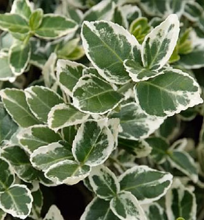 02ebd79372f52612a97a01a73ab6c0c1