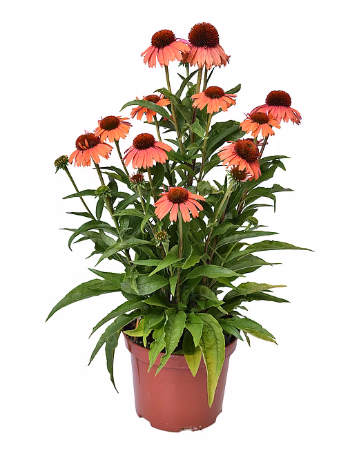 02f3155217defc2de2a120f4dbb0412f