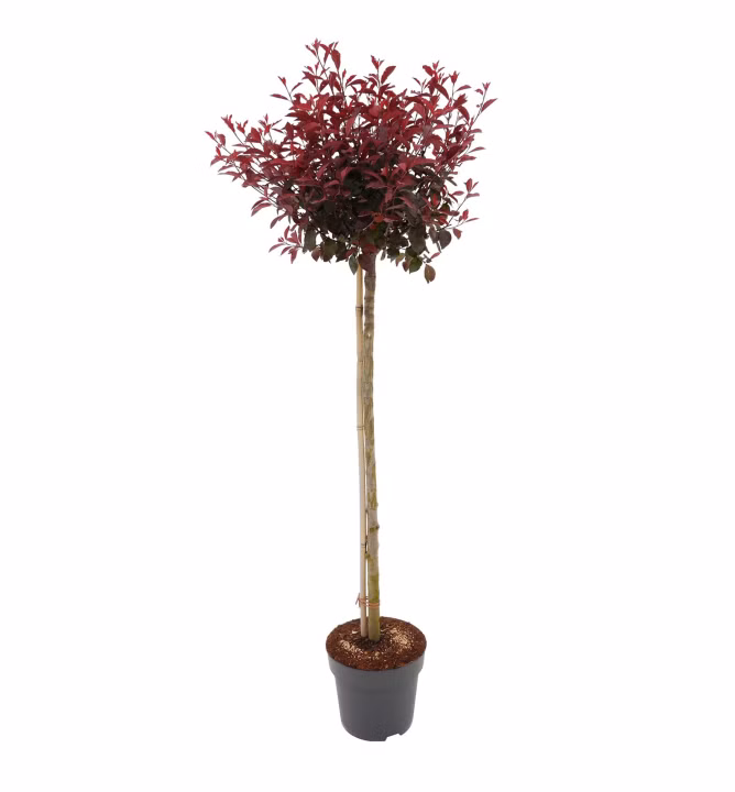 03263c095f87a0dfc89d0b843e438f60