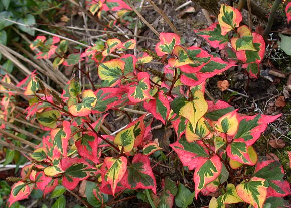 035c0caecaaeaeb3ce15f81d746aa13b