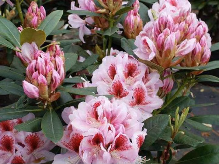 03876dcf3f0fd34e103c03ae1cd24729