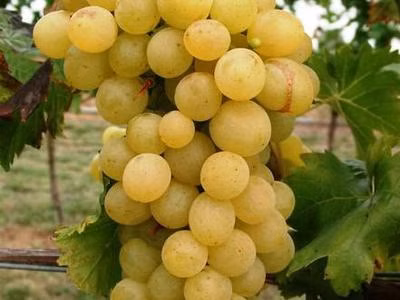 03c14eca21fd469d06c72a943f9626e1