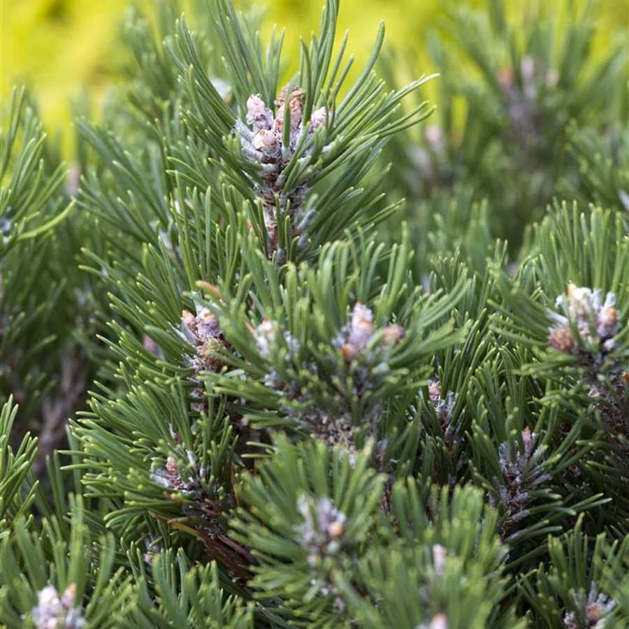 040012ff6867a4cea447c118d14b89b1