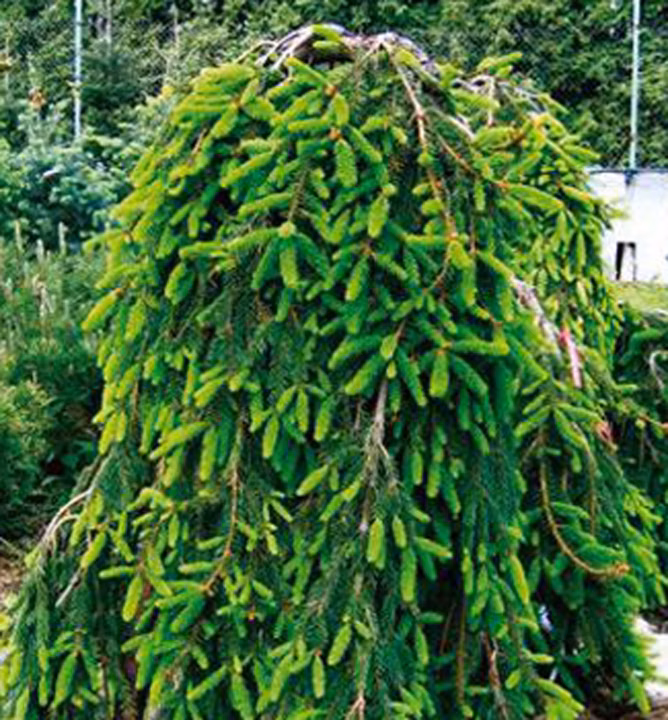 041909ea19ada672462e768399948c00