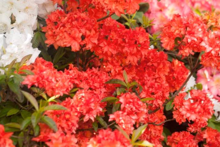 04764efff0a5b2175c424c239db7762c