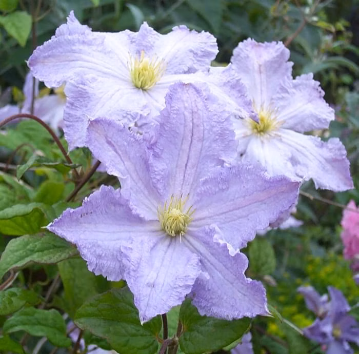 049005a11b04e0b117152c5d5c017100