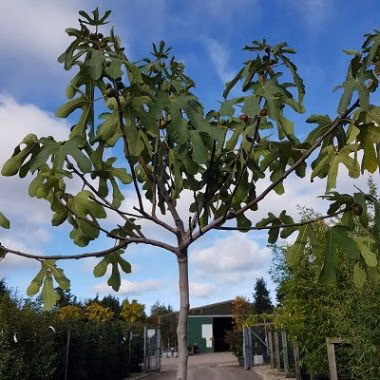 04af47d7769096777ec19cb0fbac8cf9