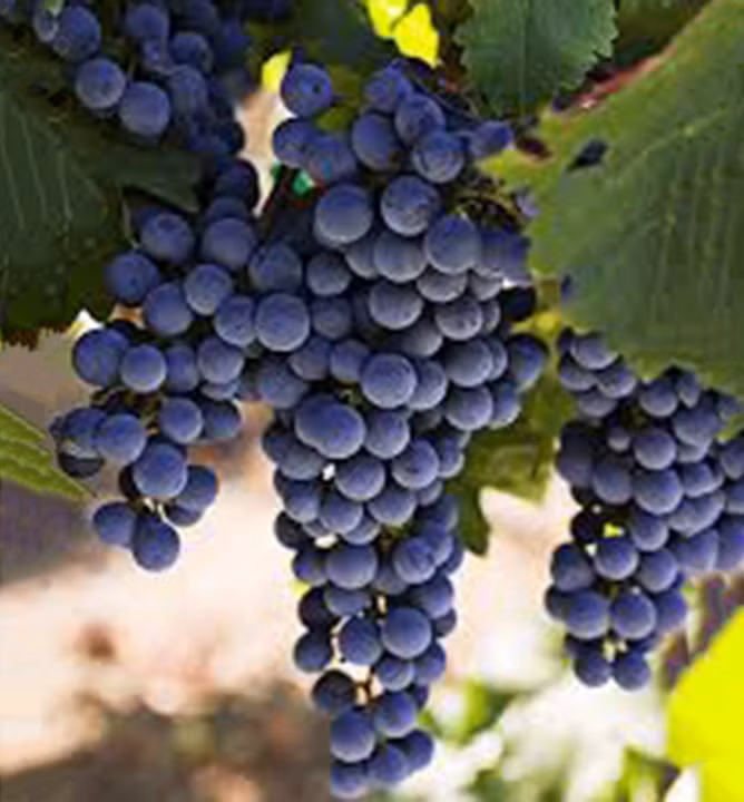 04de767e48fab94efbebb27a624fcf7f