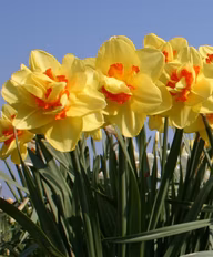 050c21fa4a72ec0c15c163c3ff0880cf