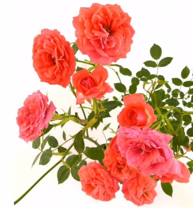 053151cda93ceb80bc0c615804fe777d