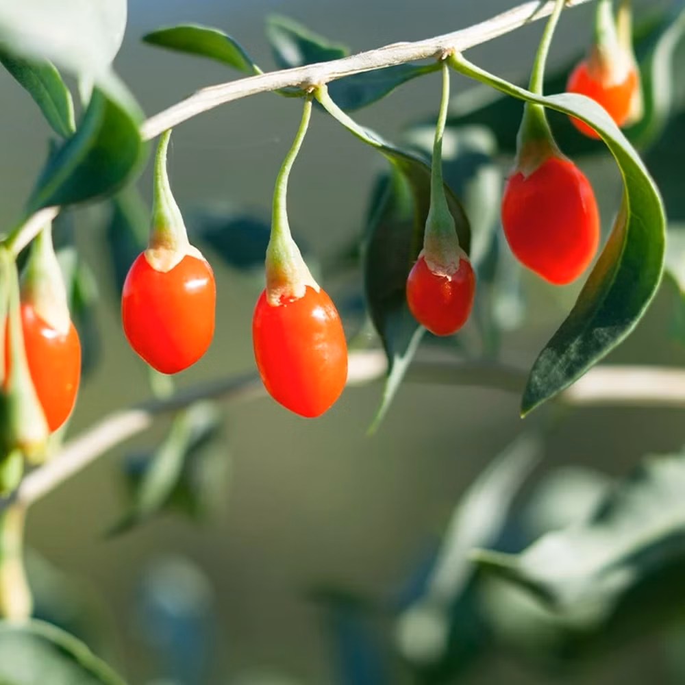 05862eed7db435e0a733ab859db2d6d4