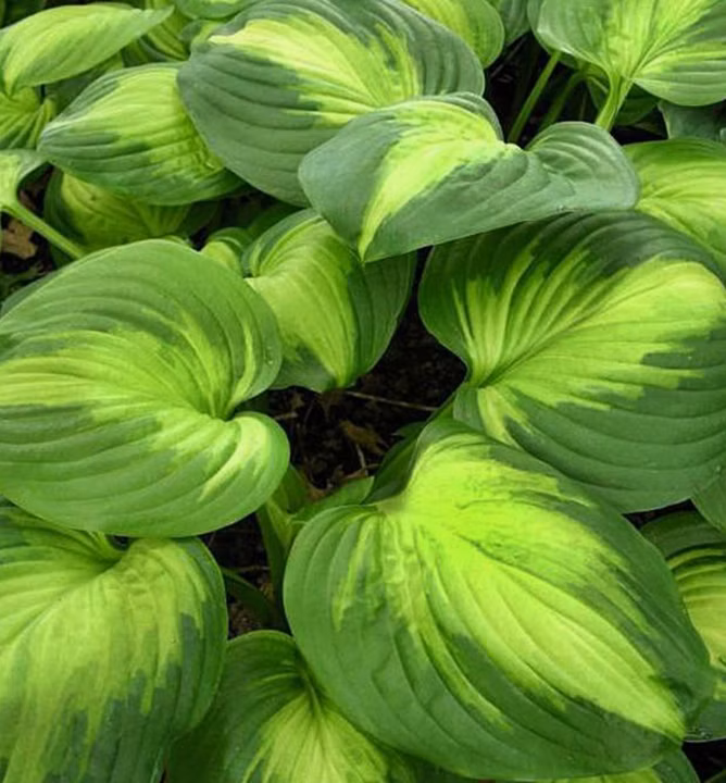 058b83e68b3595061e662c6ee6c6815a