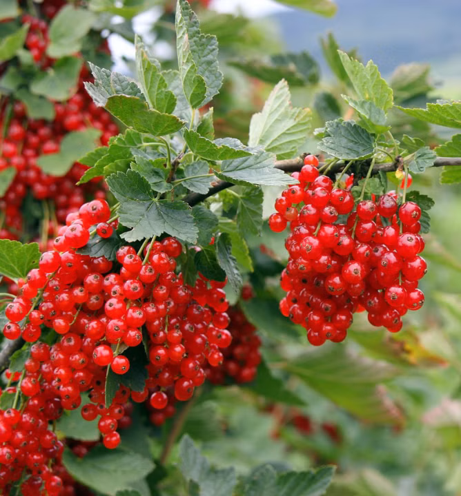 05943a1aa5a4e4d29a0bbfb3b7a98737