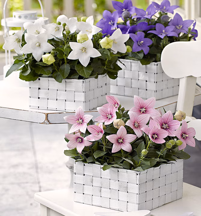 05b17b1203ea8fb875ce7102ad9608d2