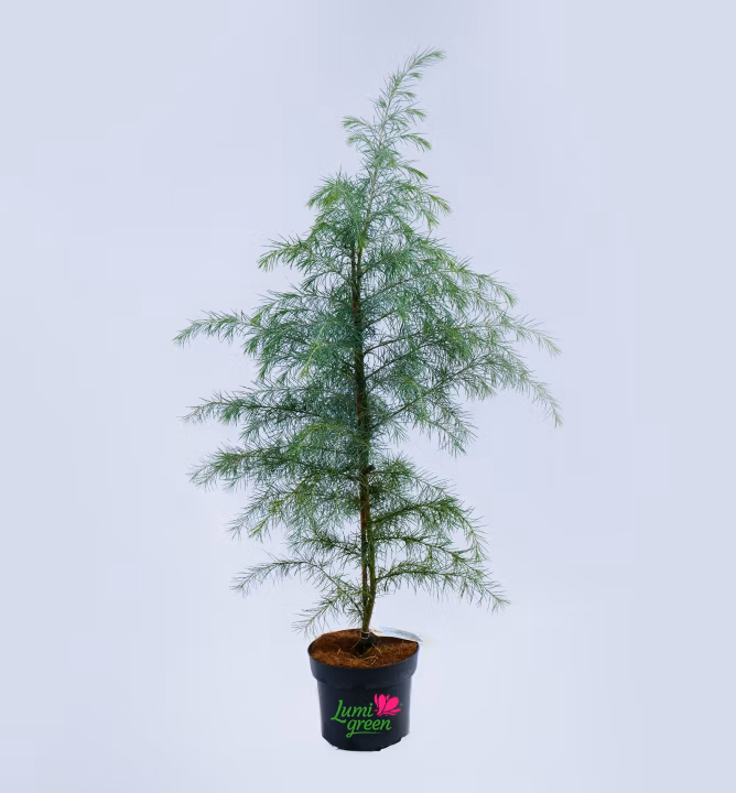 05dbbecb1e8a4aa0806e9f35aa44fd5e