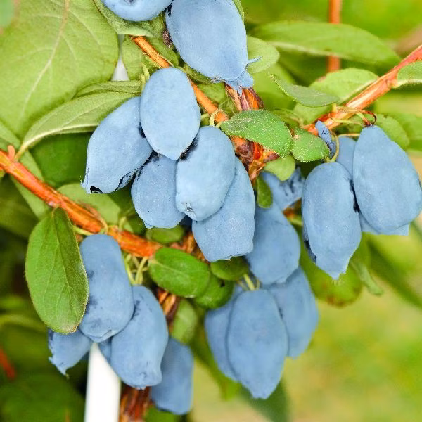 05e2f5bd336f0e48ba41c2dec6162b69