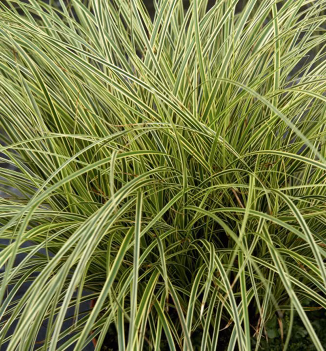 0601430d62290c39f64e2198cf0ba278